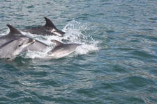 Portugal-Alentejo / Blue Coast-Dolphin Coast Ride